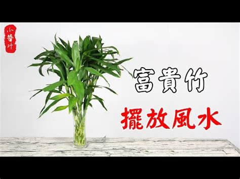 富貴竹六枝|六枝富貴竹招桃花秘方